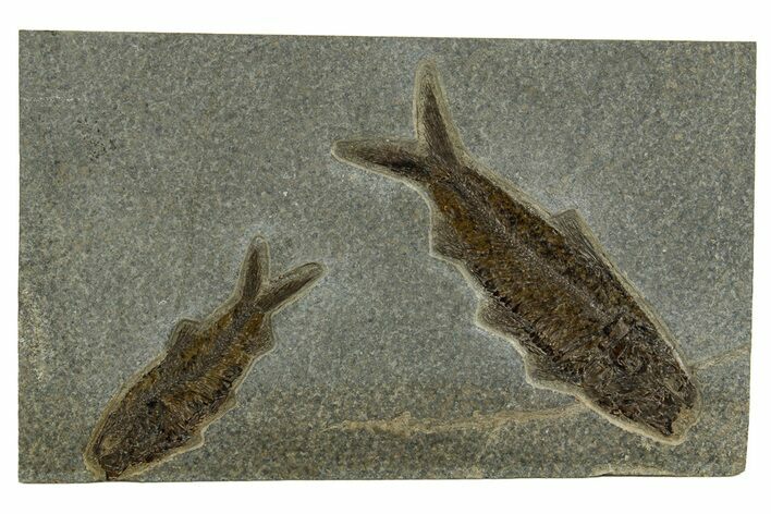 Plate of Two Detailed Fossil Fish (Knightia) - Wyoming #327978
